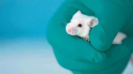 Umdenken. Peta fordert für Studierende Versuchsmethoden ohne Tiere. Foto: Getty Images