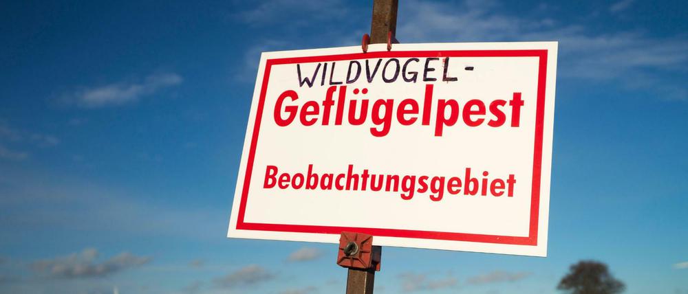 In Brandenburg mussten derzeit 140.000 Stück Geflügel in neun Betrieben und einer Kleinsthaltung getötet werden. (Symbolbild)