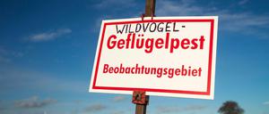 In Brandenburg mussten derzeit 140.000 Stück Geflügel in neun Betrieben und einer Kleinsthaltung getötet werden. (Symbolbild)