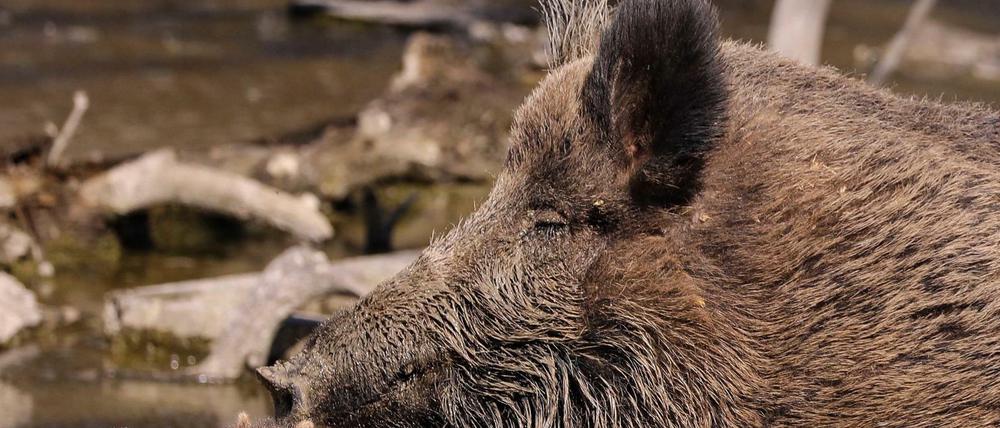 Seit September 2020 grassiert in Brandenburg die Afrikanische Schweinepest. 