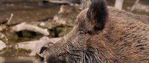 Seit September 2020 grassiert in Brandenburg die Afrikanische Schweinepest. 