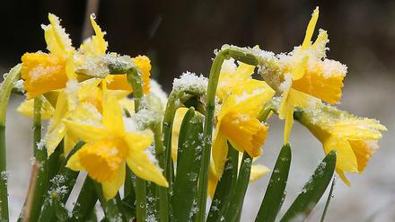 Frühling - aber irgendwie auch nicht.