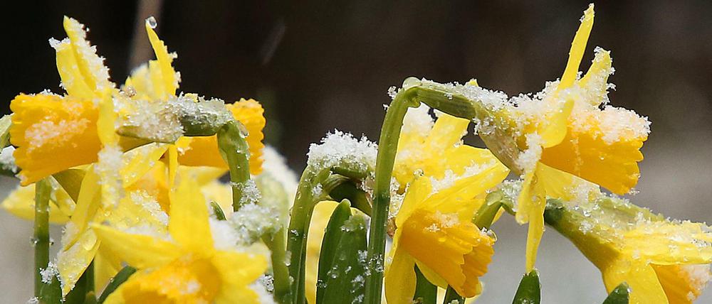 Frühling - aber irgendwie auch nicht.