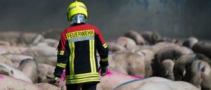 Ein Feuerwehrmann inmitten von geretteten Tieren. Die Brandursache ist weiterhin unklar.