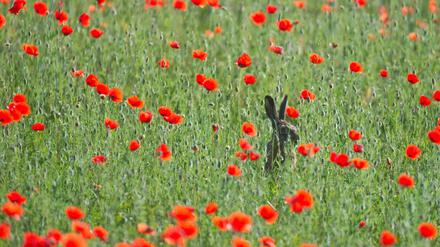 Die Natur schützen: Über blühende Wiesen freut sich auch der Feldhase. 