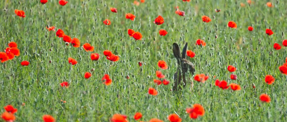 Die Natur schützen: Über blühende Wiesen freut sich auch der Feldhase. 