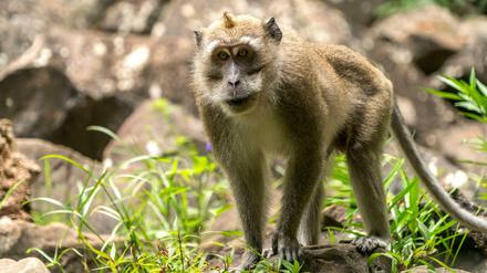 Primat der Forschung: Von Javaneraffen (Macaca fascicularis) stammten die Embryonen, in die menschliche Stammzellen injiziert wurden. 