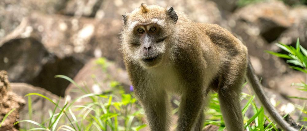 Primat der Forschung: Von Javaneraffen (Macaca fascicularis) stammten die Embryonen, in die menschliche Stammzellen injiziert wurden. 