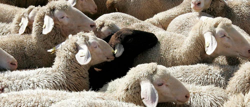 Schwarzes Schaf. Der Thriller "Nur die Tiere" erzählt von einem einsamen französischen Bauern, der Schafe züchtet.