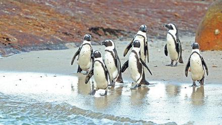 Auf dem Weg ins Bad und zur Futterstätte: Forscher wollen herausfinden, wie die afrikanischen Brillenpinguine geschützt werden können.