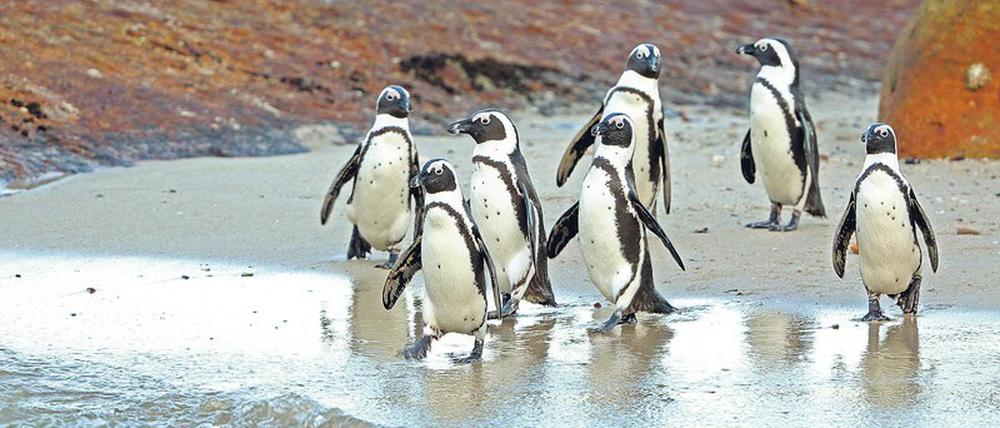Auf dem Weg ins Bad und zur Futterstätte: Forscher wollen herausfinden, wie die afrikanischen Brillenpinguine geschützt werden können.