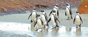 Auf dem Weg ins Bad und zur Futterstätte: Forscher wollen herausfinden, wie die afrikanischen Brillenpinguine geschützt werden können.