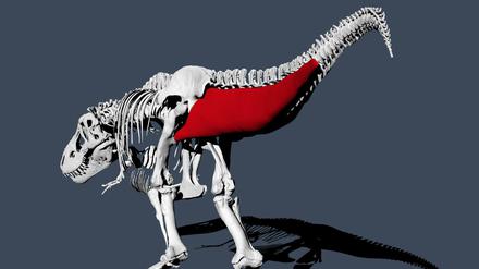 Der Schwanz der Tyrannosaurier spielte bei der Fortbewegung eine wichtige Rolle.