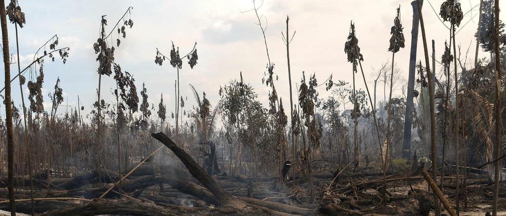 Eine Regenwaldregion in Brasilien nach einem Feuer.