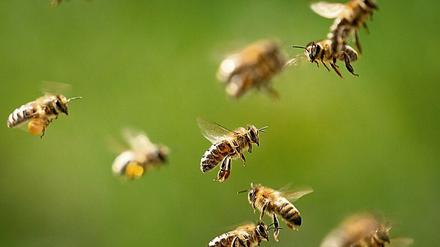 Technische Blickwinkel. Jakob Vicari beschäftigt sich mit twitternden Bienen.
