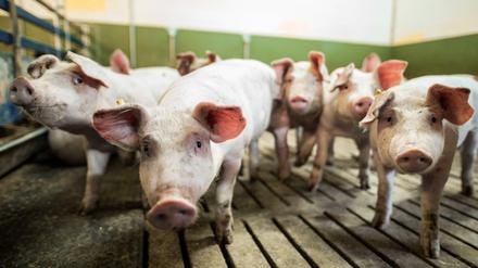 Darf es etwas mehr sein: Schweine würden sich über bessere Ställe freuen. 