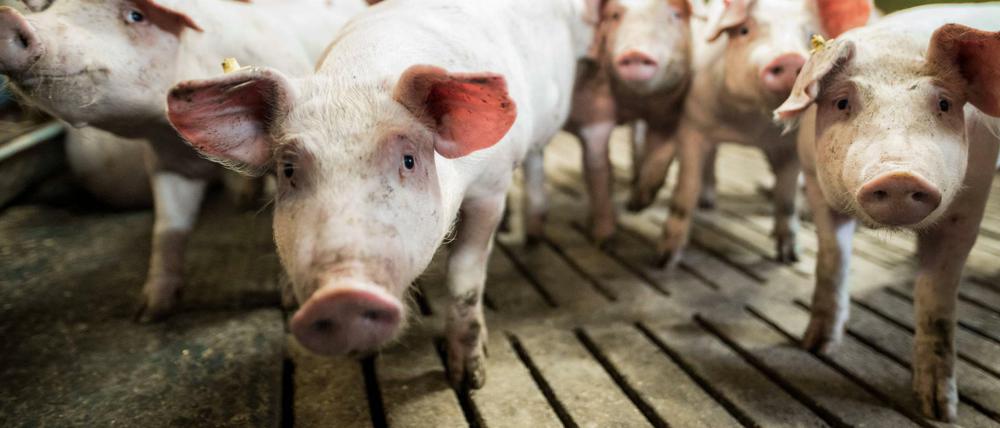 Darf es etwas mehr sein: Schweine würden sich über bessere Ställe freuen.