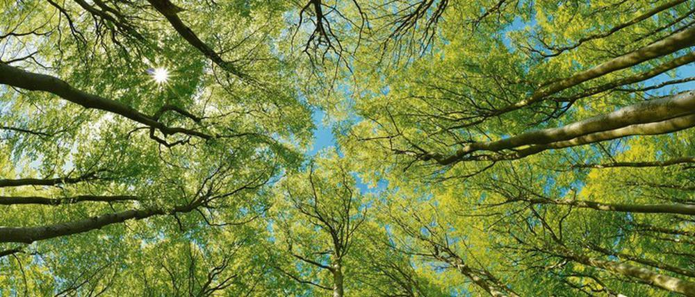 Ein Thema, das viele Europäer bewegt, ist der Schutz der Wälder. Dafür plant die EU-Kommission eine weltweit wirkende Strategie.