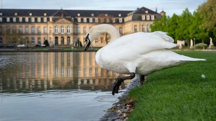 Ein Schwan steigt ins Wasser. (Symbolfoto)