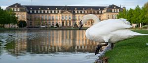 Ein Schwan steigt ins Wasser. (Symbolfoto)
