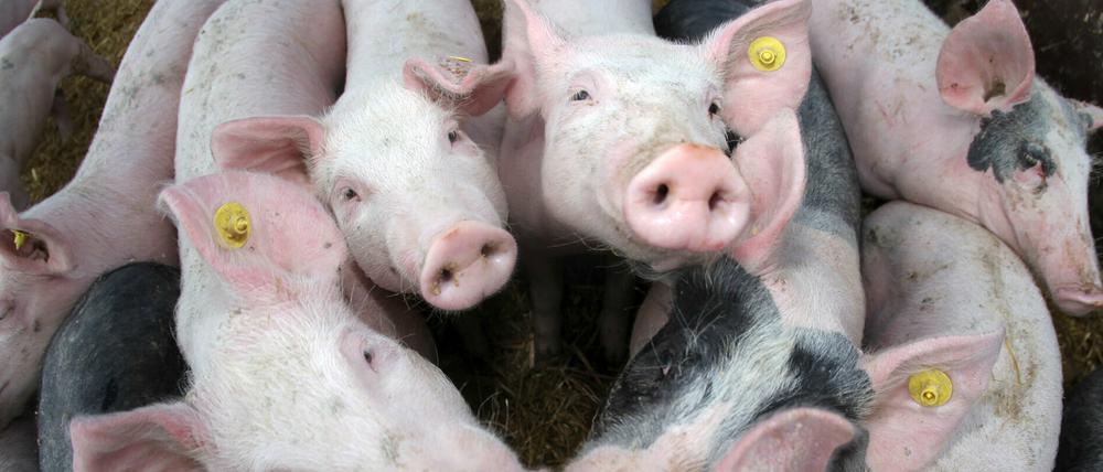 Symbolbild: Leider hat von den Schweinchen in der Mülltonne keins überlebt.