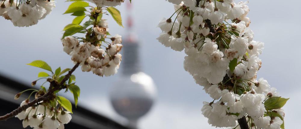 Hell leuchten Blüten im Licht der Sonne am Bahnhof Friedrichstraße.