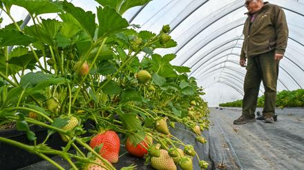 Es braucht Geduld: Wegen des bisher kalten Frühlings, sind viele Erdbeeren noch grün.