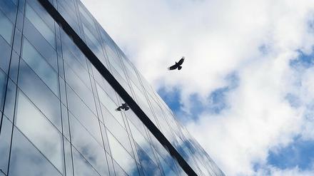 Gebäude oder hohe Masten nehmen Vögel zwar wahr, sie reagieren aber nicht immer, wodurch es zur Kollision kommen kann.