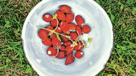Das sind die Süßesten: Walderdbeeren, die mittlerweile aber auch im großen Stil kultiviert werden. Die Mini-Sorten kann man aber auch an einer sonnigen Stelle gut zu Hause auf dem Balkon oder im Garten anbauen.