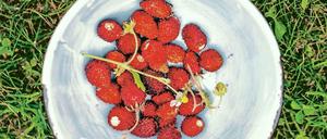 Das sind die Süßesten: Walderdbeeren, die mittlerweile aber auch im großen Stil kultiviert werden. Die Mini-Sorten kann man aber auch an einer sonnigen Stelle gut zu Hause auf dem Balkon oder im Garten anbauen.