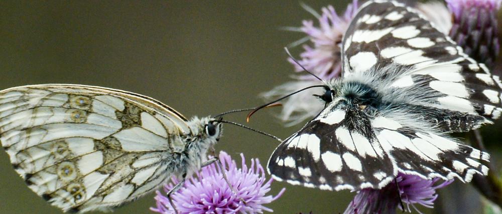 Auch Schmetterlinge sollen gezählt werden.