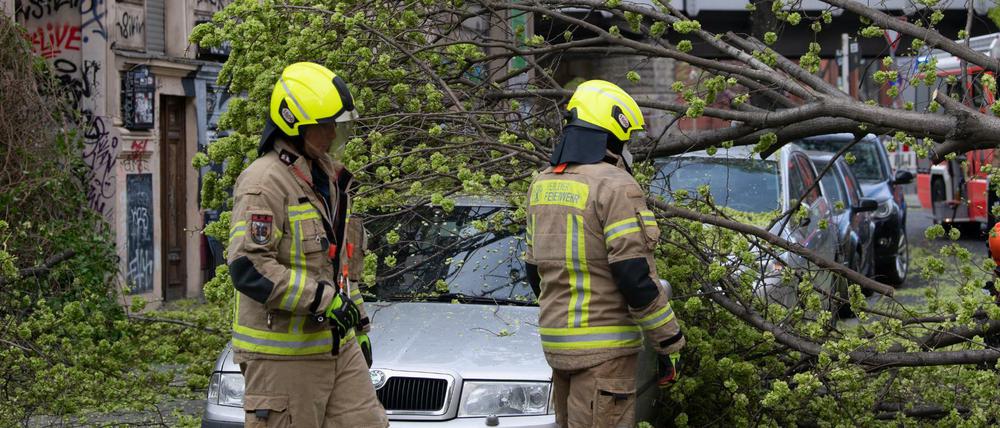 Feuerwehrleute zerlegen einen Baum, der in der Lausitzer Straße in Kreuzberg auf einen Pkw gestürzt ist.