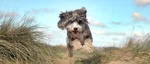 Alle Wirbeltiere mit Rückenmark, darunter auch Hunde, haben Gefühle. So entscheidet die britische Regierung.