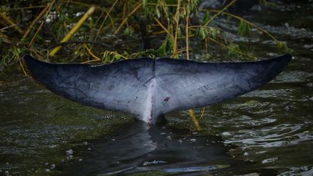 Die Schwanzflosse des Zwergwals in einer engen Bucht der Themse 