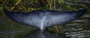 Die Schwanzflosse des Zwergwals in einer engen Bucht der Themse 