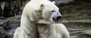 Knifflig. Wie sich Eisbären fühlen, ist an ihrer Mimik kaum abzulesen.