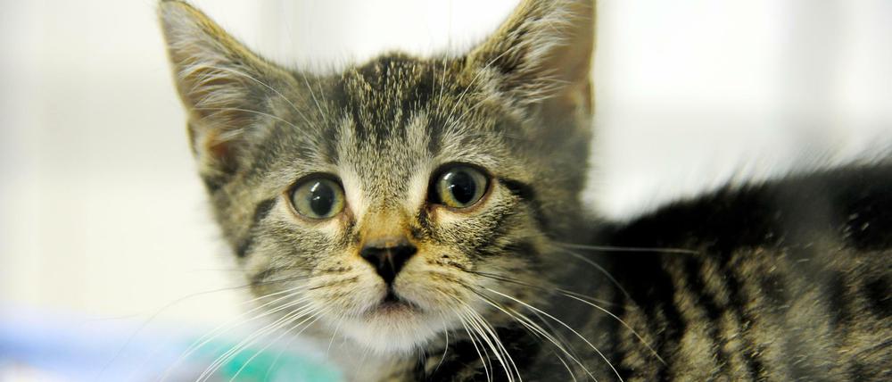 Über 1500 Katzen werden durchschnittlich pro Jahr ins Berliner Tierheim gebracht.