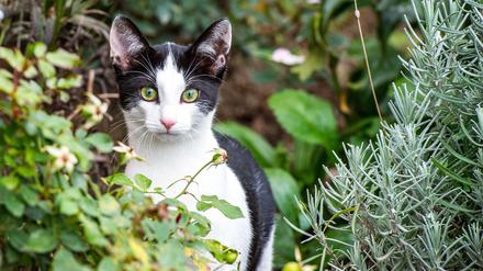 Freigängerin: Künftig müssen Katzen, die in Berlin frei herumlaufen, kastriert oder sterilisiert sein. 
