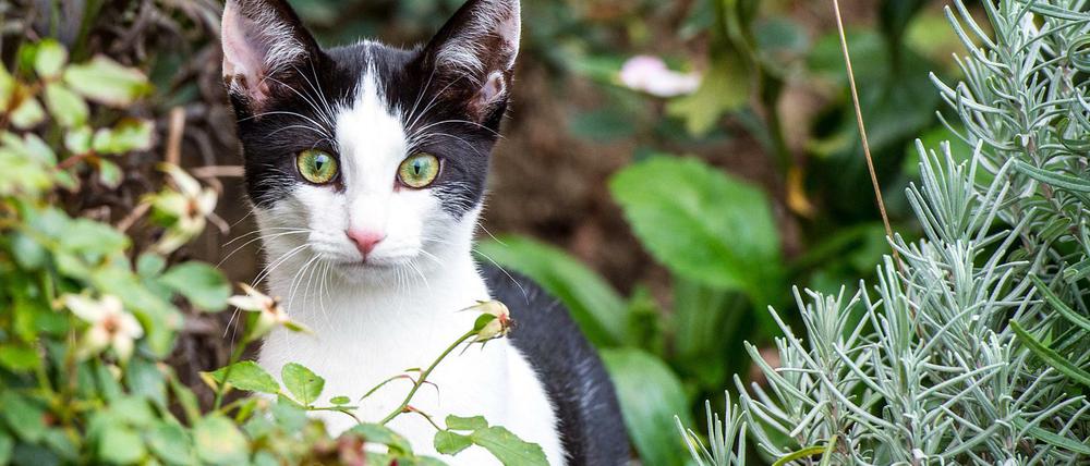Freigängerin: Künftig müssen Katzen, die in Berlin frei herumlaufen, kastriert oder sterilisiert sein.