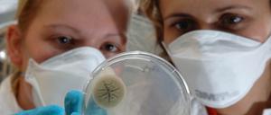 Im Hans-Knöll-Institut in Jena wird an genmanipulierten Pilzzellen geforscht. Das Institut geht zurück auf eine Einrichtung, in der 1942 mit der Entwicklung von Penicillin im Labormaßstab begonnen wurde.
