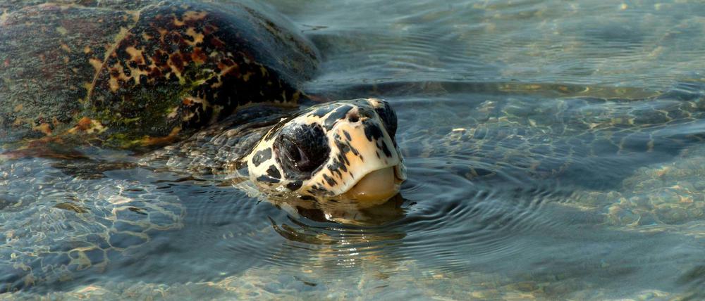 Bereits 2008 schilderte eine Fallstudie vor Ort die Auswirkungen des Klimawandels auf Mensch, Natur – und nistende Schildkröten. Seitdem verschlimmerte sich die Situation auf den Inseln nochmal dramatisch.