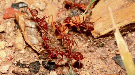 Abschreckendes Aroma. Rote Waldameisen müffeln – jedenfalls meiden bestimmte Spinnen Orte, an denen sich zuvor Myrmica rubra herumgetrieben hat.