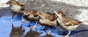 Ein kühlendes Fußbad nehmen vier Spatzen in Berlin: Die Vogelzählungsaktion des NABU hat ergeben, dass diese Vogelart in der Stadt weit verbreitet ist. Knapp 16191 Haussperlinge haben Freiwillige in der vergangenen Woche gezählt.