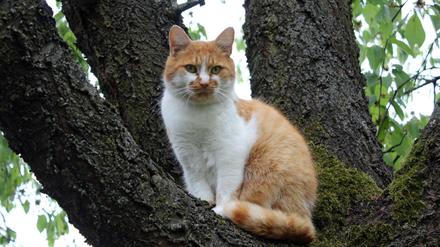 Auflagen für Freigänger: In einem Jahr müssen alle Katzen in Berlin, die draußen unterwegs sind, kastriert und gechippt sein. 