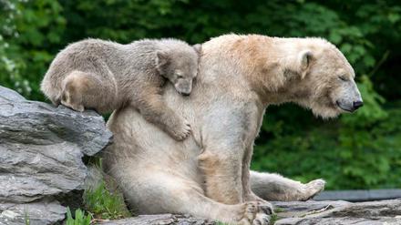 Da war die Welt noch in Ordnung. Die kleine Eisbärin Hertha spielt im Mai 2019 mit ihrer Mutter Tonja im Freigehege im Tierpark Berlin.