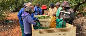 In Südafrika hat die organisierte Kriminalität ein neues, lukratives Geschäftsfeld entdeckt: den Handel mit Avocados.