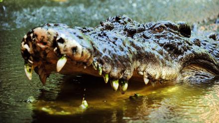 Schnappi. Ein australisches Salzwasserkrokodil.