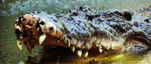 Schnappi. Ein australisches Salzwasserkrokodil.