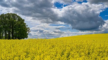 Nicht nur der Raps blüht in diesem Jahr etwas später, weil es kühler ist als sonst. Der Natur tut das wechselhafte Wetter gut. 