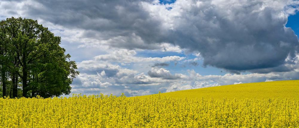 Nicht nur der Raps blüht in diesem Jahr etwas später, weil es kühler ist als sonst. Der Natur tut das wechselhafte Wetter gut.